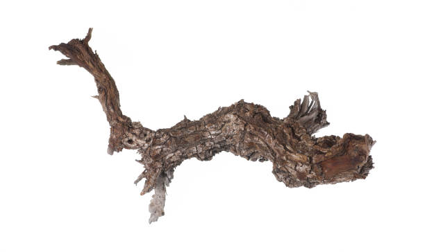 istock dried wooden root snag isolated on white background 1498064601