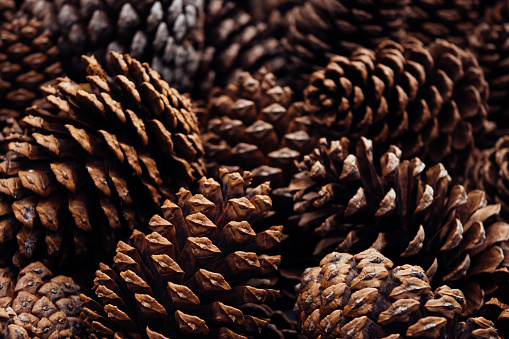 Close Up of a Pine Cone amongst Pine Needles