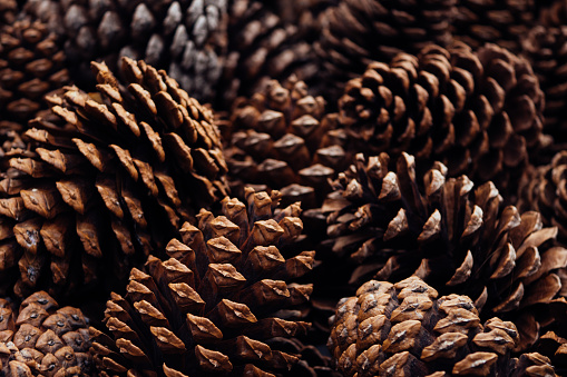 spruce cone with open scales, natural texture background