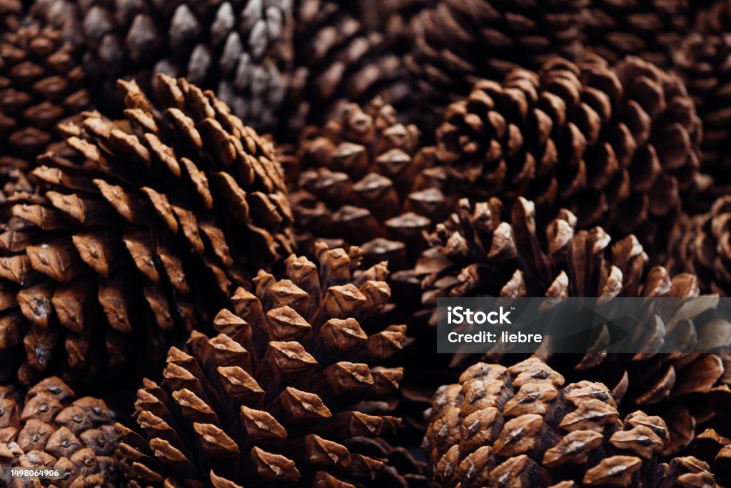 pinecone Pine Cone Stock Photo