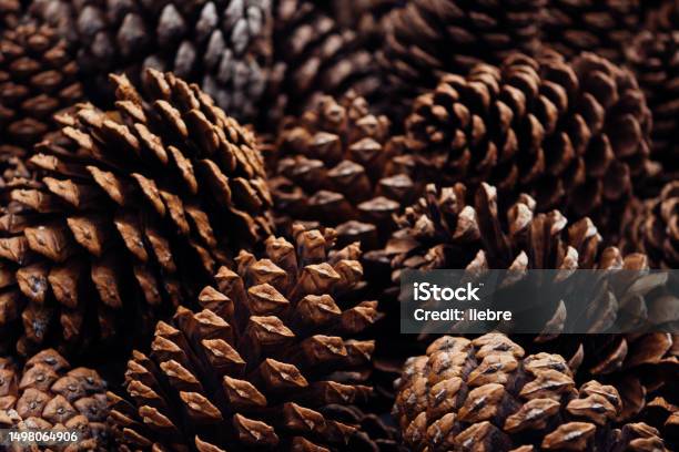 Pinecone Stock Photo - Download Image Now - Pine Cone, Autumn, Backgrounds
