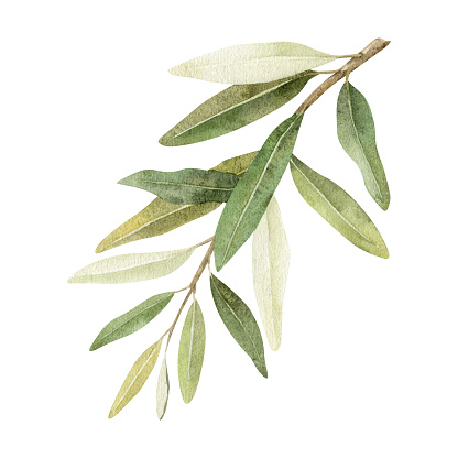 Olive branch with leaves. A green branch with leaves. Watercolor illustration drawn by hands. Isolated on a white background. For wedding invitations, postcards, product packaging design and other