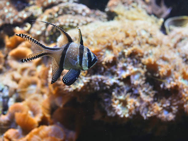 istock pterapogon in an aquarium, with coral in the blurred background 1498066549