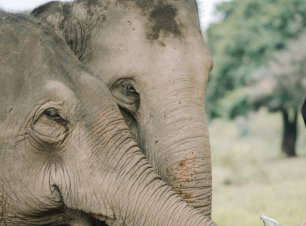 istock Living with elephants in nature. 1498067936