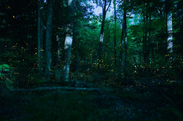 Great Smoky Mountains Synchronous Fireflies
