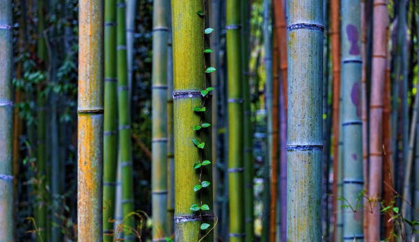 dettaglio di bambù nella foresta di bambù giapponese di arashiyama, kyoto, giappone - giant bamboo foto e immagini stock