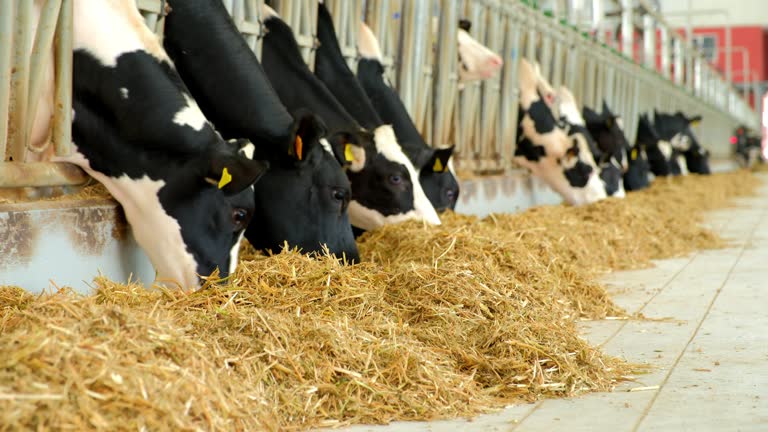 Livestock farm, a herd of dairy cows with tags and collars stand in the stall and eat combined feed in barn. AGRICULTURE - Cows eating in cowshed