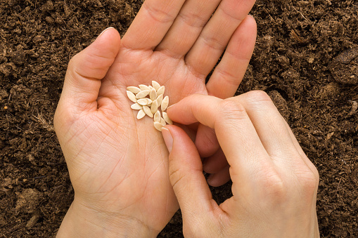 Young adult woman fingers taking cucumber seeds from palm for planting in fresh dark soil. Closeup. Preparation for garden season. Point of view shot. Top down view.