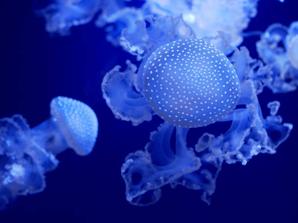 medusa-pintada (phyllorhiza punctata) em um aquário - white spotted jellyfish fotos - fotografias e filmes do acervo