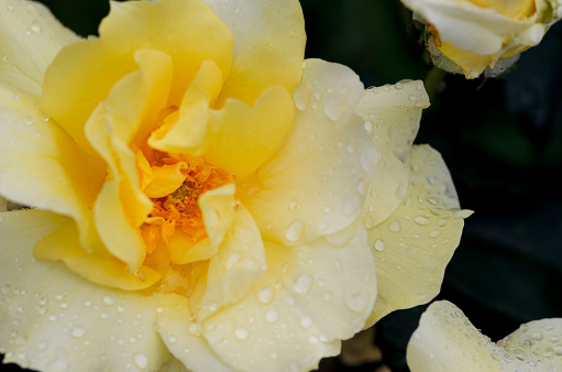 Beautiful yellow rose with water drops on petals close-up.