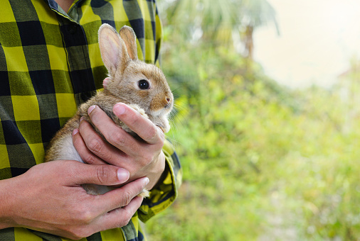 a brown bunny was held in the palm of the hands by a man in green checkered shirt, background is green nature