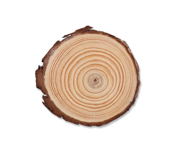 istock Top view closed up wooden coaster with tree texture isolated and white background with clipping path 1498073265