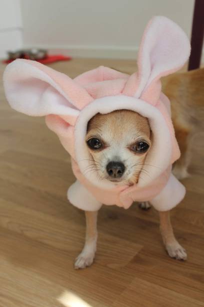 istock Iris the chihuahua in a bunny suit 1498073280