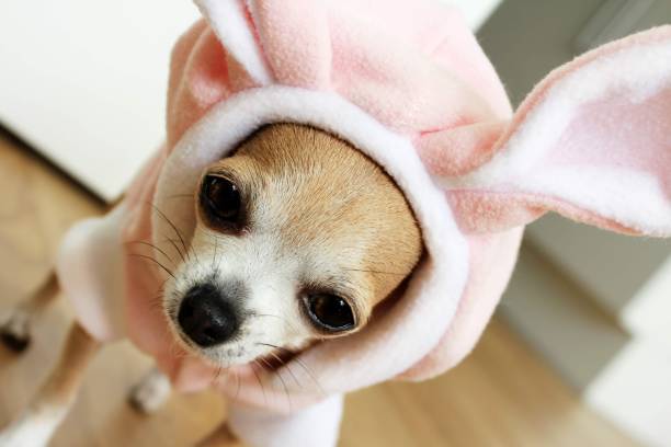 istock Iris the chihuahua in a bunny suit 1498073303