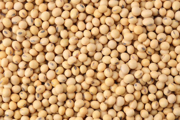 istock Close up soybeans background top view using for your advertising 1498073330