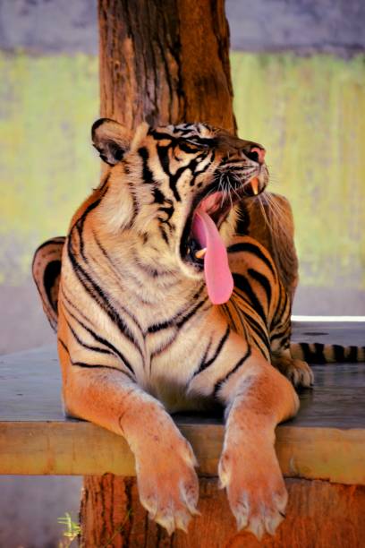 ziewający tygrys - tiger zoo animal awe zdjęcia i obrazy z banku zdjęć