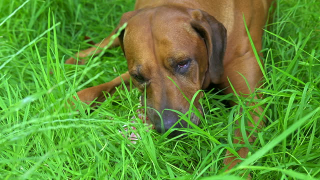 Rhodesian ridgeback dog chews on fresh raw bone on green grass Natural dog food