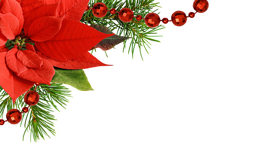 Christmas corner arrangement with pine twigs and poinsettia flowers isolated on white background