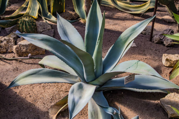 istock Cactus growing in the sand close-up 1498077964