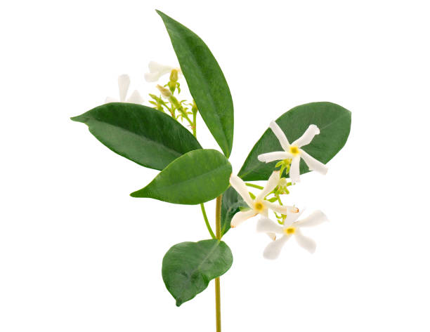 istock Star jasmine isolated on white background, Trachelospermum jasminoides 1498078360