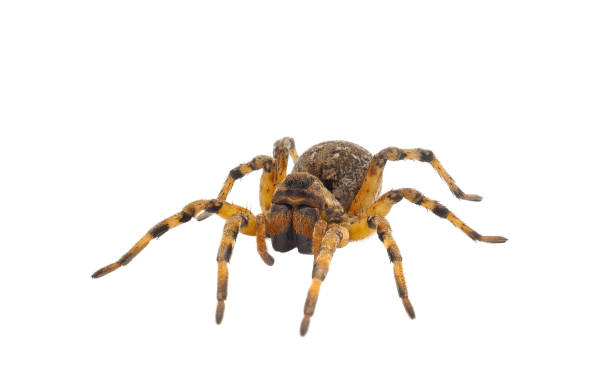 istock Chinese wolf spider isolated on white background, Lycosa singoriensis 1498078391