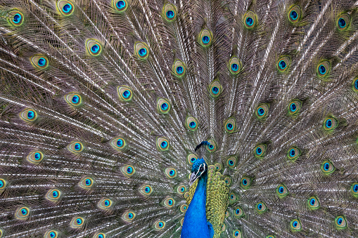 Closeup Image of a peacock dancing with its open feathers