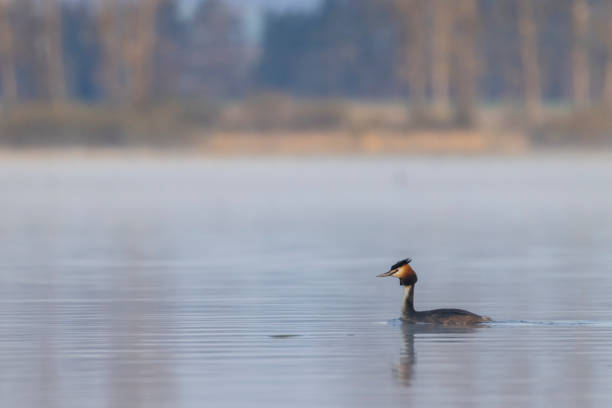 istock Great Crested Grebe (Podiceps cristatus), Southern Bohemia, Czech Republic 1498079553