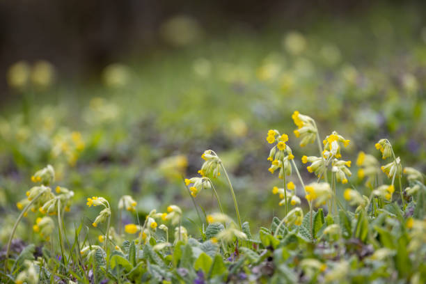 Cowslip, common cowslip, or cowslip primrose.