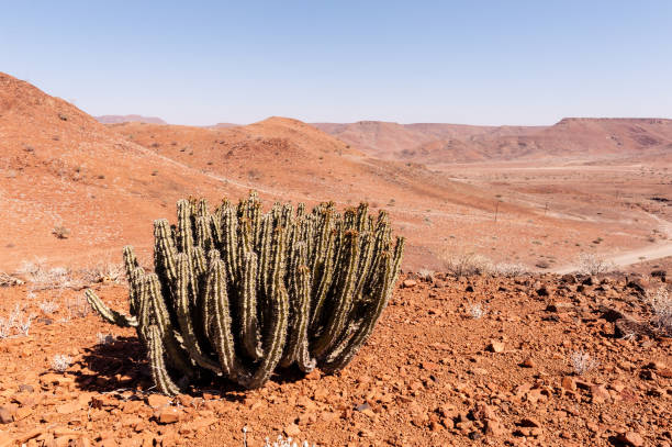 istock The Namibian Desert 1498080379