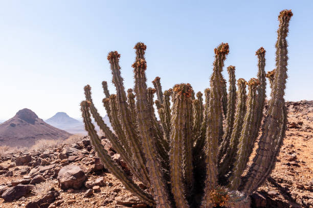 istock The Namibian Desert 1498080382