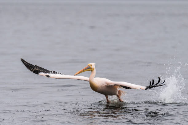 istock Pelican in Walvis Bay 1498080427
