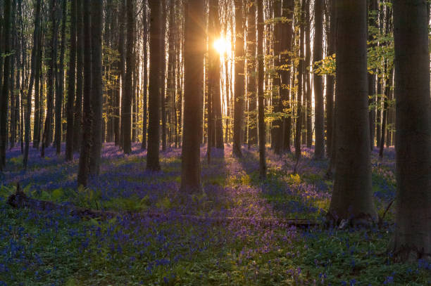 istock Sunrise illuminating bluebells 1498080523