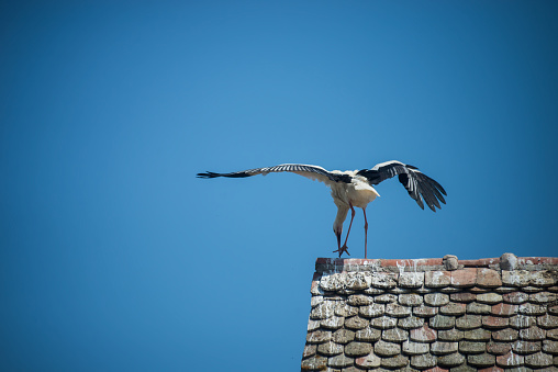 Portrait on back view of stork on the roof of house on blue sky background