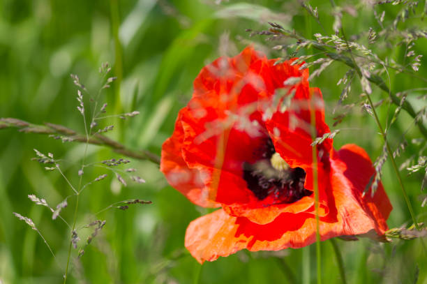 istock Poppy in a field 1498081454