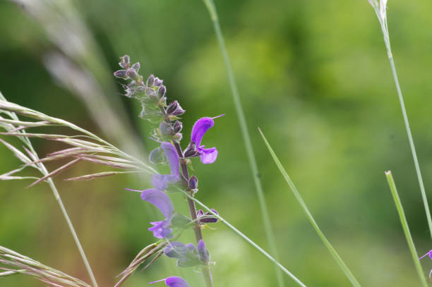 A wildflower meadow with purple flowers