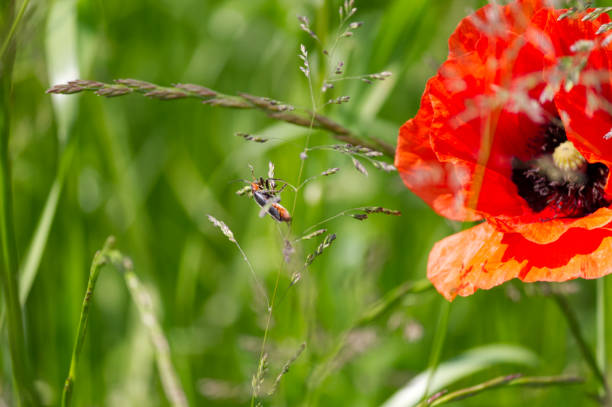 A closeup of soldier beetle (cantharidae) on a blade of grass next to a poppy blossom