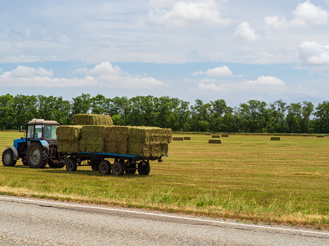 Harvesting hay. A tractor carries a trailer loaded with bales of hay from a hayfield
