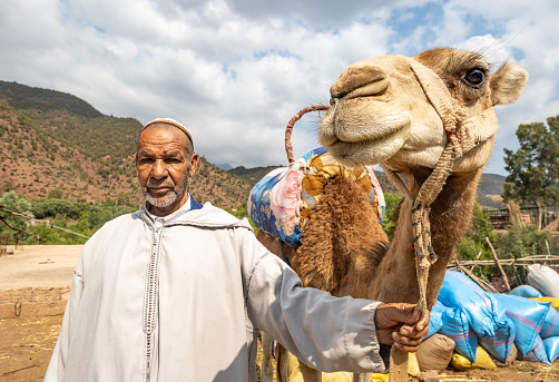 Dromedary Camel with his Berber handler in Ourika Valley at Atlas Mountains, Morocco