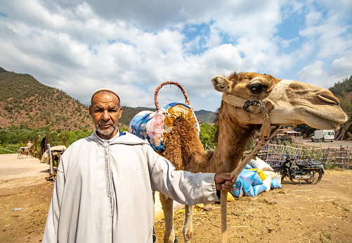 Dromedary Camel with his Berber handler in Ourika Valley at Atlas Mountains, Morocco
