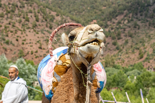 Dromedary Camel in Ourika Valley at Atlas Mountains, Morocco, with people visible in the background.