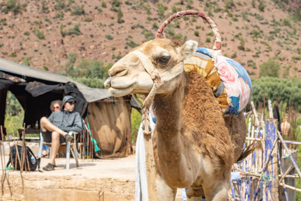 Dromedary Camel in Ourika Valley at Atlas Mountains, Morocco, with people visible in the background.