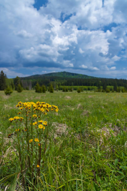 istock Typical spring landscape near Stozec, Nation park Sumava, Czech Republic 1498082552