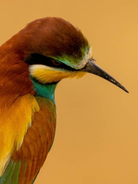 istock Close up of a European bee-eater on a blurred background 1498084673