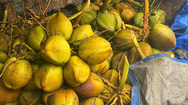 istock Looks beautiful a collection of yellow coconuts under a tent 1498085627