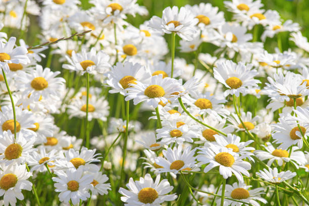 istock Wild daisy flowers growing on meadow, white chamomiles on green grass background. 1498085703