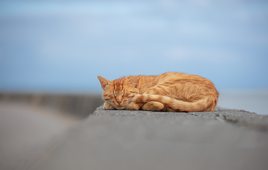 red fat cat lying on his back on the pavement