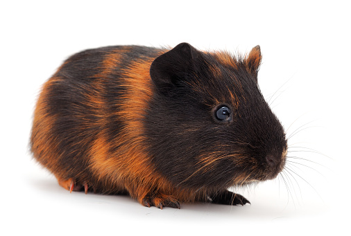 Guinea pig isolated on white background. Funny, guineapig.