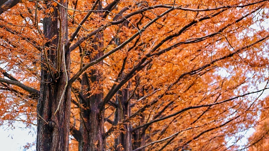 close up shot of branches Beautiful Scenery of Metasequoia tree line in Shiga prefecture of Japan