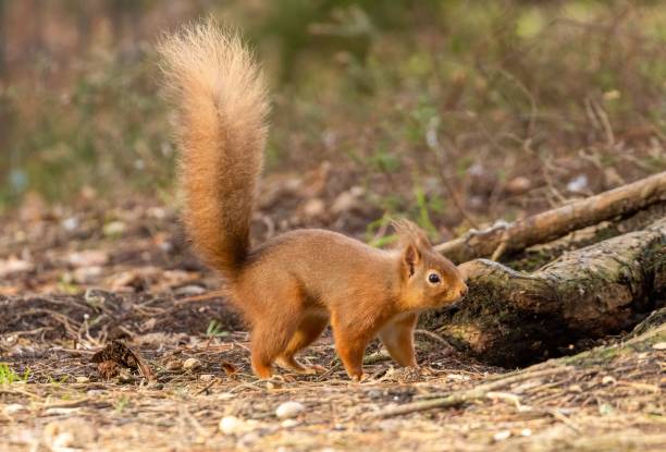 istock Curious red squirrel stands in a lush forest, taking a stroll across the lush green grass 1498091189