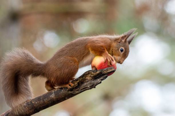 istock the squirrel eats an apple on the twiggy branch 1498091206